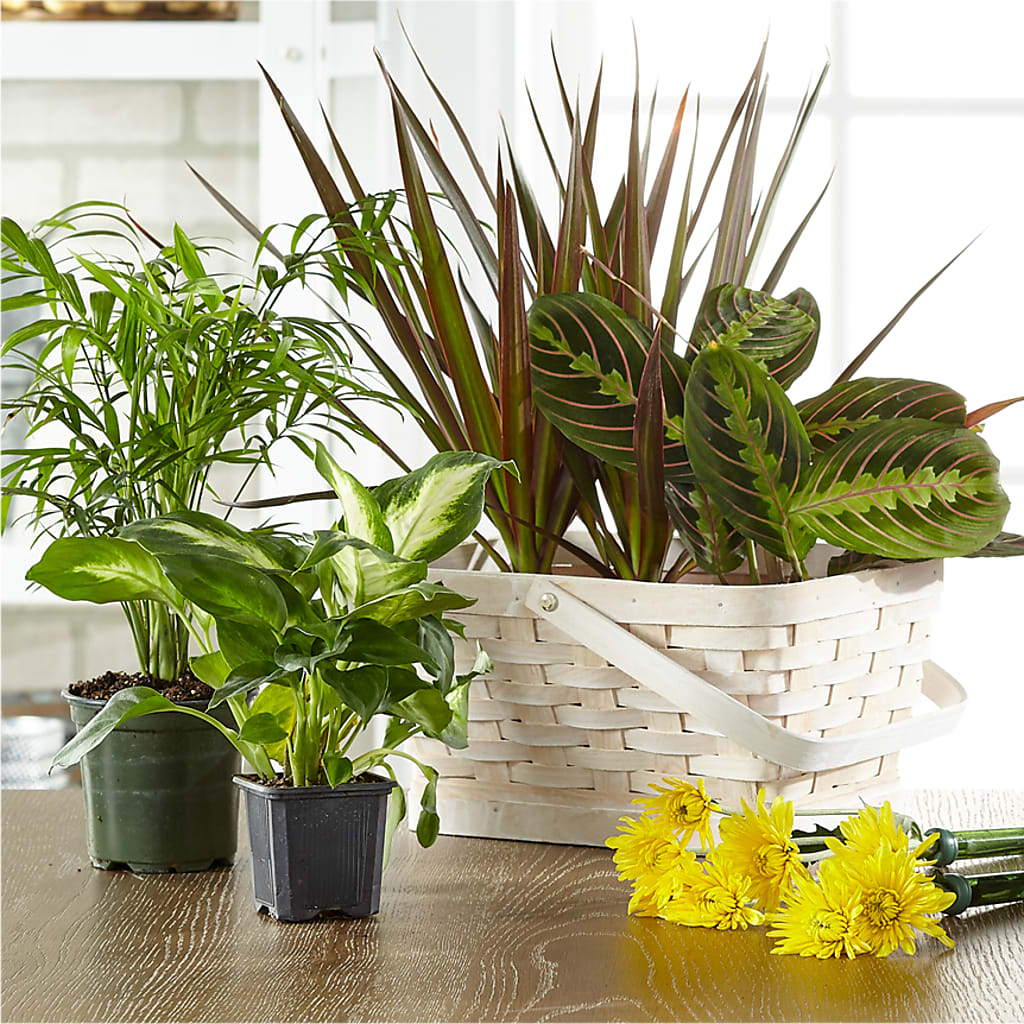 Florist Designed Blooming and Green Plants in a Basket – SOUTHERN BELLE'S FLORIST, Easley SC