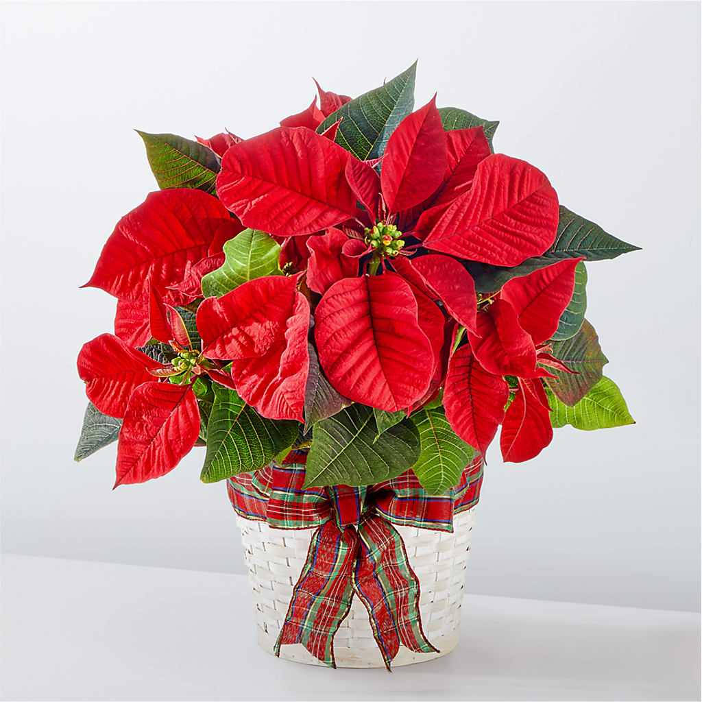 Happiest Holidays Poinsettia – SOUTHERN BELLE'S FLORIST, Easley SC
