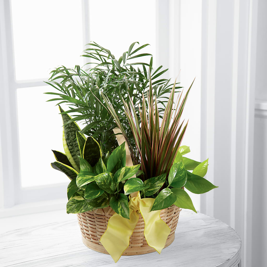 French Garden – SOUTHERN BELLE'S FLORIST, Easley SC