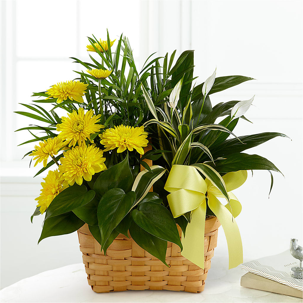 Loving Light Dishgarden – SOUTHERN BELLE'S FLORIST, Easley SC