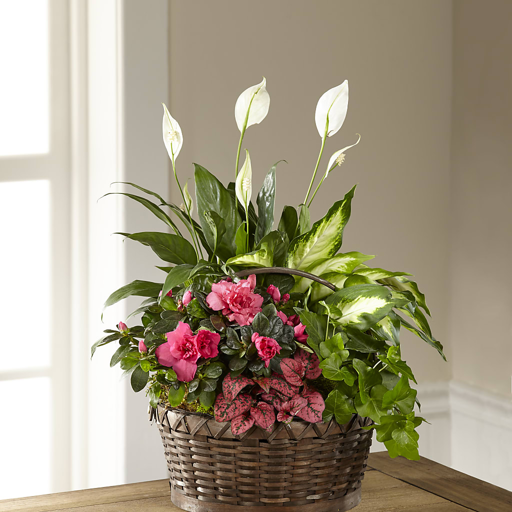 Dream in Pink Dishgarden – SOUTHERN BELLE'S FLORIST, Easley SC