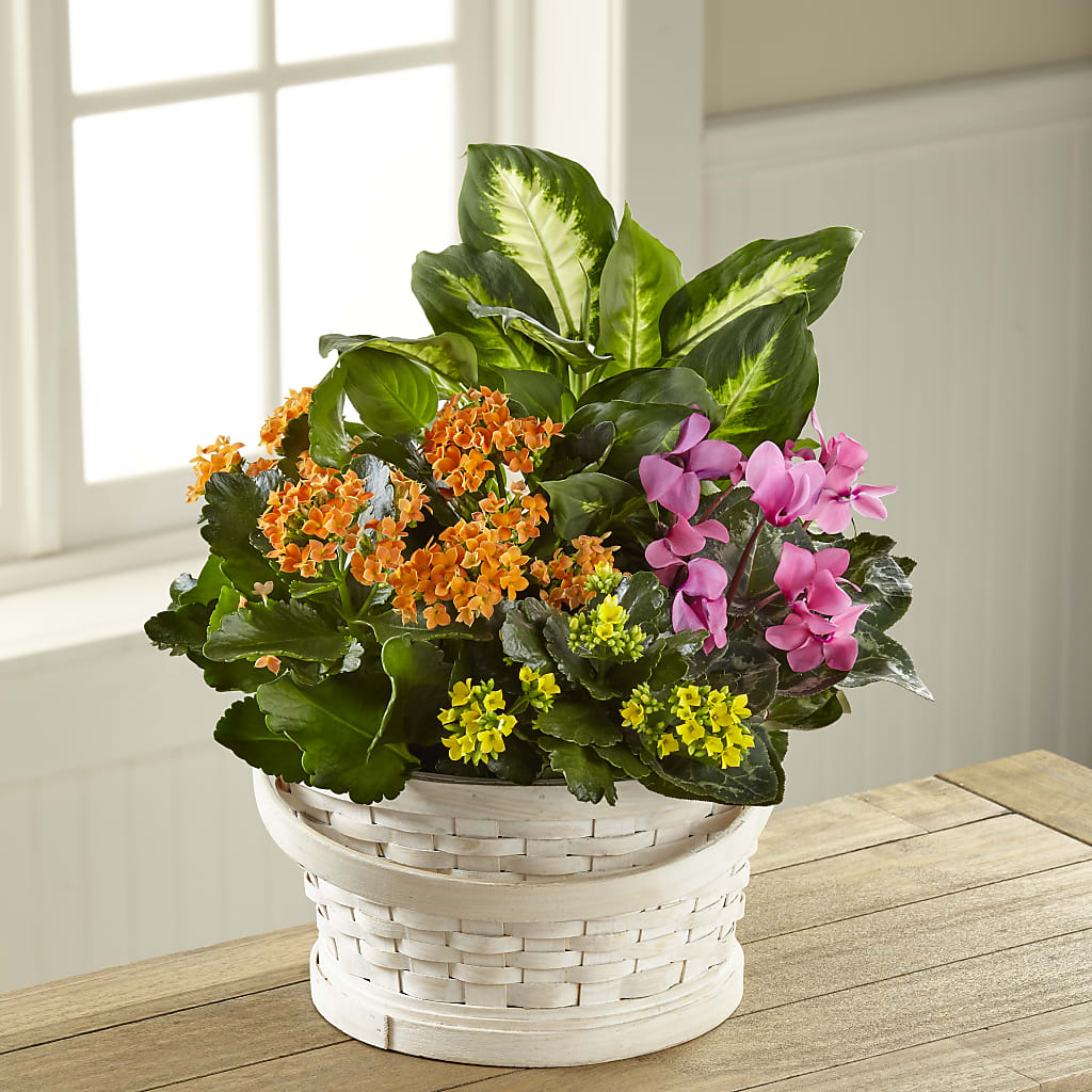 Color Crush Dishgarden – SOUTHERN BELLE'S FLORIST, Easley SC