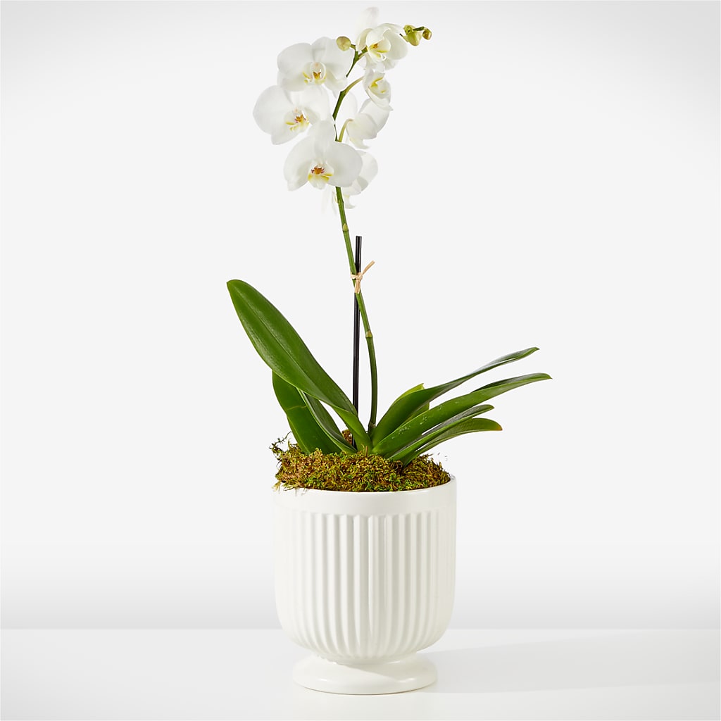 Whispering White Orchid – SOUTHERN BELLE'S FLORIST, Easley SC