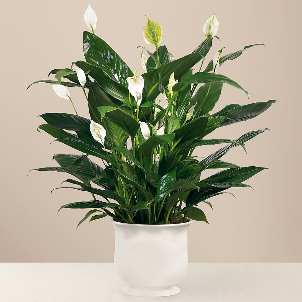 Comfort Planter – SOUTHERN BELLE'S FLORIST, Easley SC