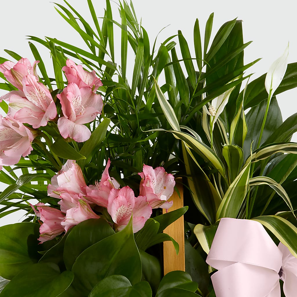 Living Spirit Dishgarden – SOUTHERN BELLE'S FLORIST, Easley SC
