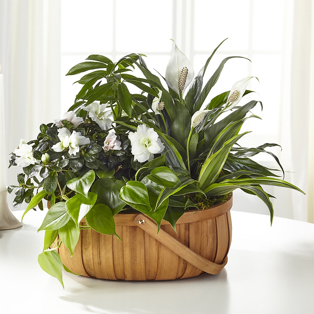 Serene Dishgarden – SOUTHERN BELLE'S FLORIST, Easley SC