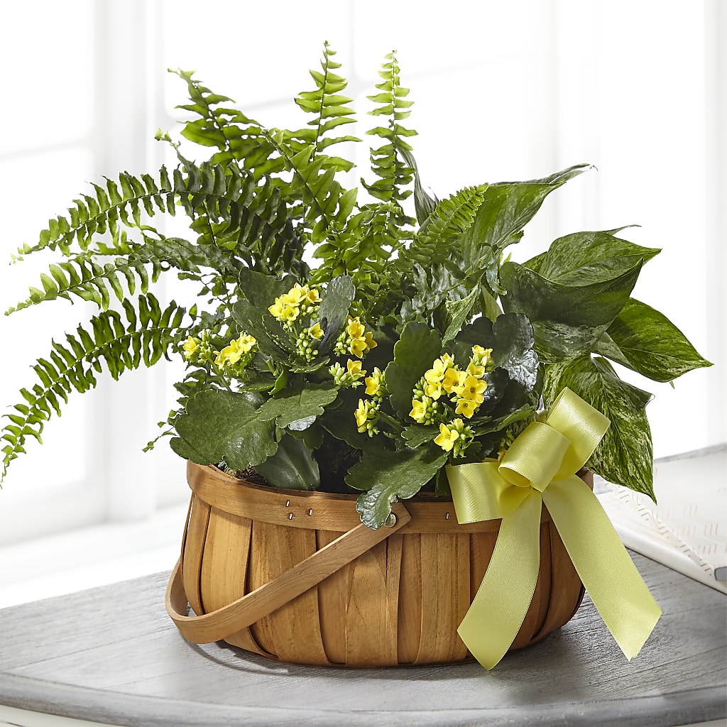 Always Dear Dishgarden – SOUTHERN BELLE'S FLORIST, Easley SC
