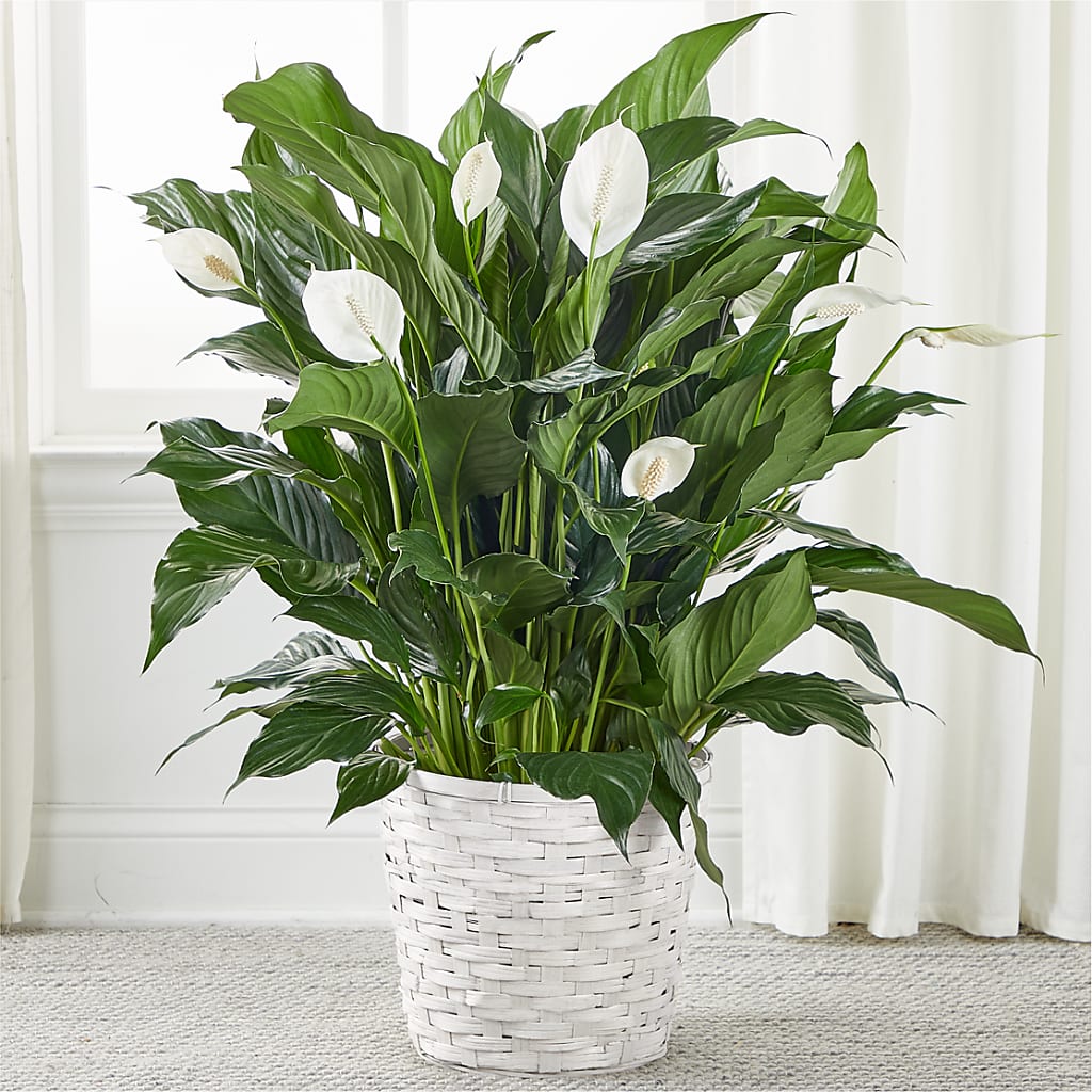 A New Leaf Peace Lily – SOUTHERN BELLE'S FLORIST, Easley SC