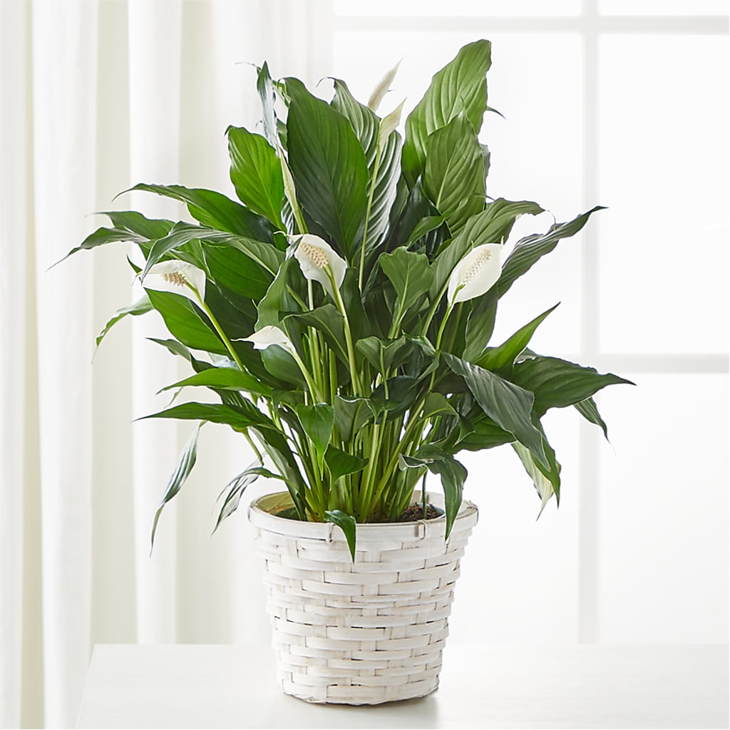 A New Leaf Peace Lily – SOUTHERN BELLE'S FLORIST, Easley SC