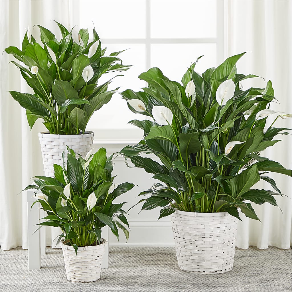 A New Leaf Peace Lily – SOUTHERN BELLE'S FLORIST, Easley SC
