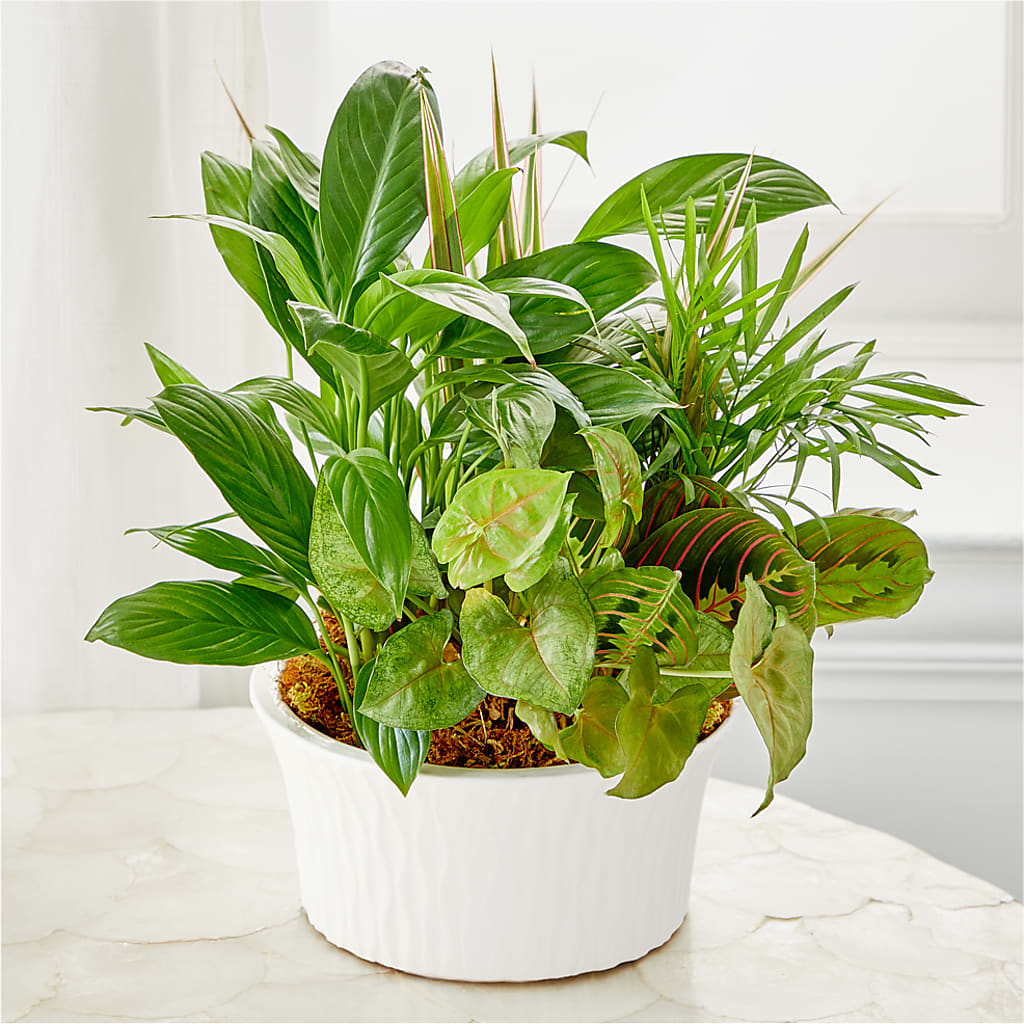 Balance & Harmony Dishgarden – SOUTHERN BELLE'S FLORIST, Easley SC