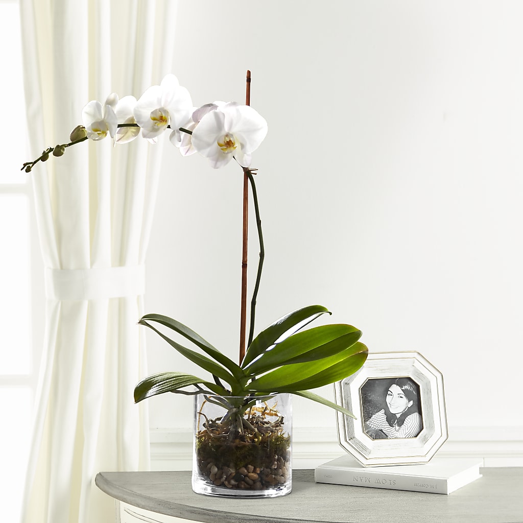 White Orchid Planter – SOUTHERN BELLE'S FLORIST, Easley SC