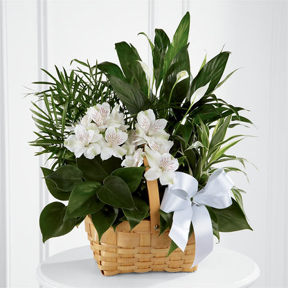 Peace & Serenity Dishgarden – SOUTHERN BELLE'S FLORIST, Easley SC
