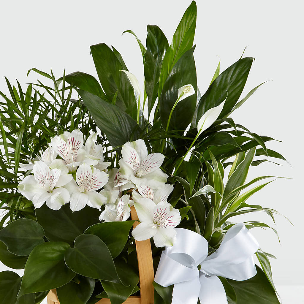 Peace & Serenity Dishgarden – SOUTHERN BELLE'S FLORIST, Easley SC