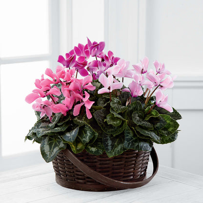 Mixed Cyclamen Planter – SOUTHERN BELLE'S FLORIST, Easley SC