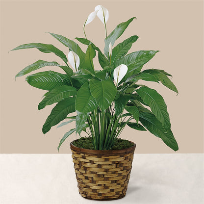 Tranquil Moments Peace Lily Plant – SOUTHERN BELLE'S FLORIST, Easley SC