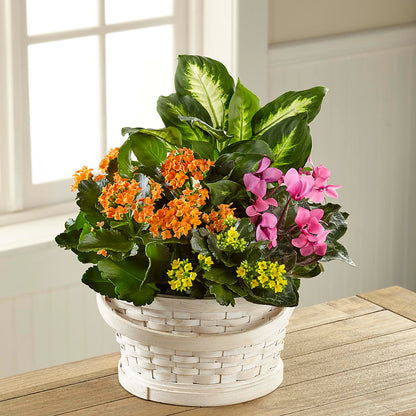 Color Crush Dishgarden – SOUTHERN BELLE'S FLORIST, Easley SC