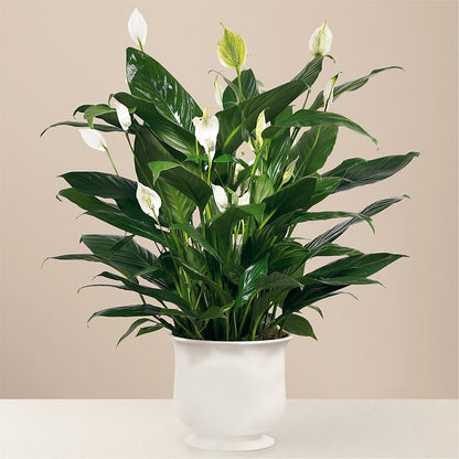 Comfort Planter – SOUTHERN BELLE'S FLORIST, Easley SC