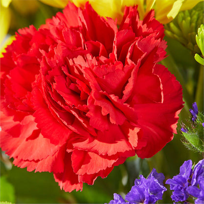 Brighter Days Bouquet – SOUTHERN BELLE'S FLORIST, Easley SC