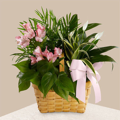 Living Spirit Dishgarden – SOUTHERN BELLE'S FLORIST, Easley SC