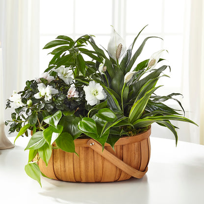 Serene Dishgarden – SOUTHERN BELLE'S FLORIST, Easley SC