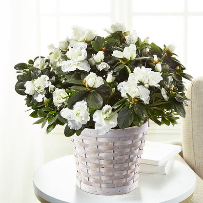 White Azalea Plant – SOUTHERN BELLE'S FLORIST, Easley SC