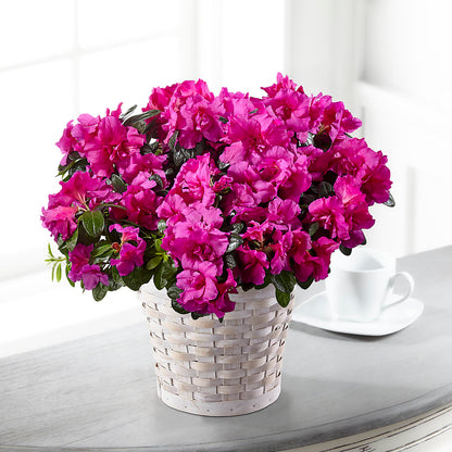 Hope & Serenity Azalea Plant – SOUTHERN BELLE'S FLORIST, Easley SC