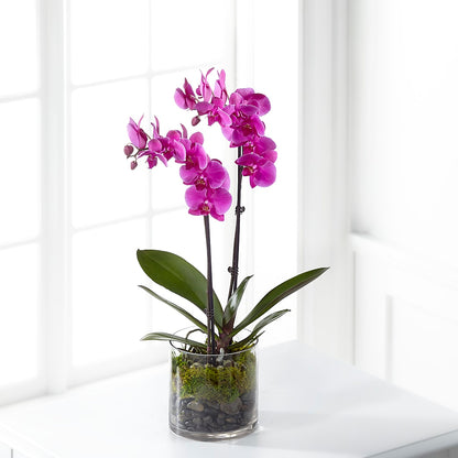 Pink Orchid Plant – SOUTHERN BELLE'S FLORIST, Easley SC