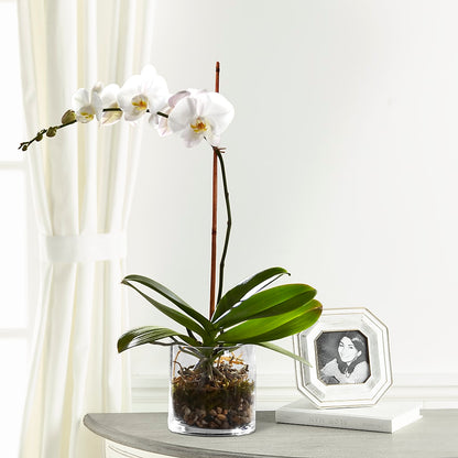 White Orchid Planter – SOUTHERN BELLE'S FLORIST, Easley SC